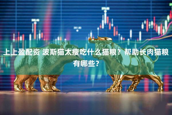 上上盈配资 波斯猫太瘦吃什么猫粮？帮助长肉猫粮有哪些？