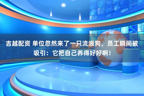 吉越配资 单位忽然来了一只流浪狗，员工瞬间被吸引：它把自己养得好好啊！